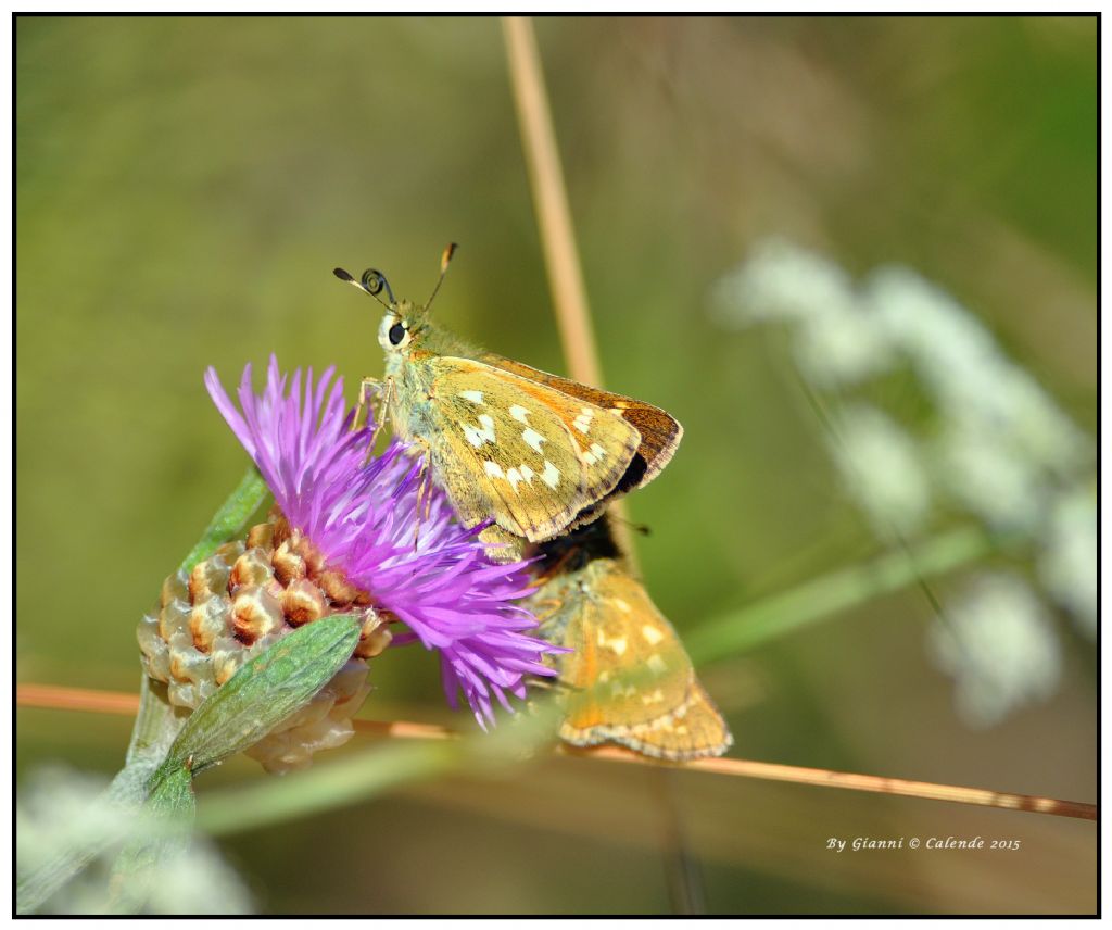 Hesperia comma? S